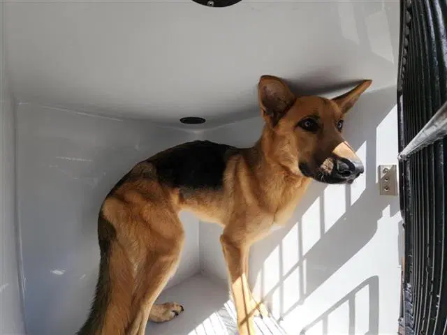 Unknown - German Shepherd Dog