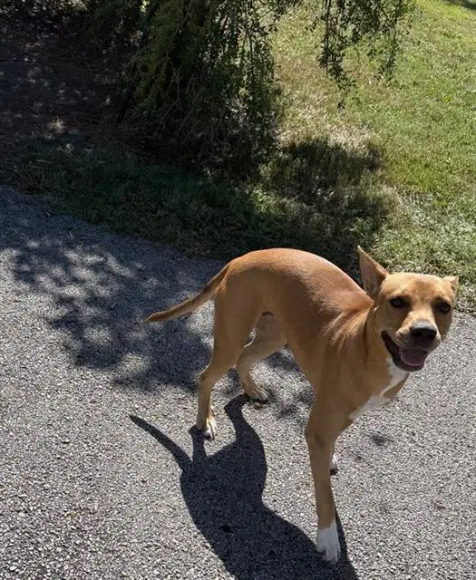 Unknown - Staffordshire Bull Terrier