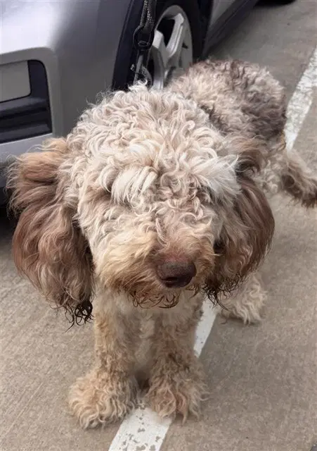 Unknown - Poodle (Standard)