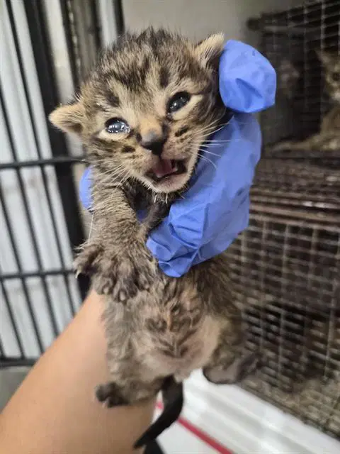 Leonora - Domestic Short Hair
