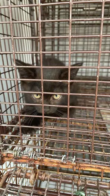 Ghost - Domestic Short Hair