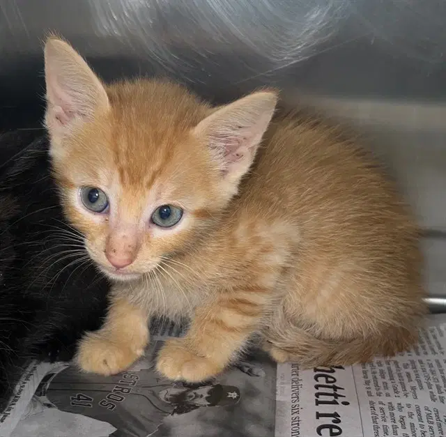 Zander - Domestic Short Hair
