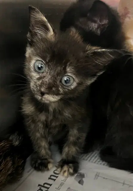 Zuzu - Domestic Short Hair