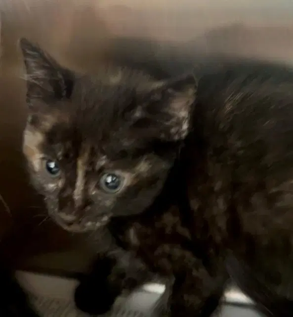 Zara - Domestic Short Hair