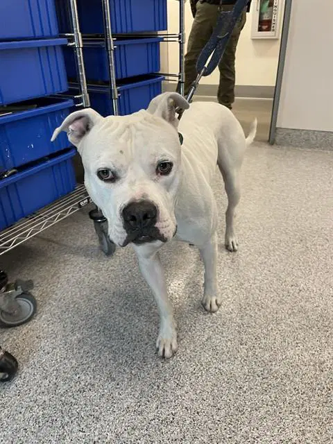 Buddy - Pit Bull Terrier
