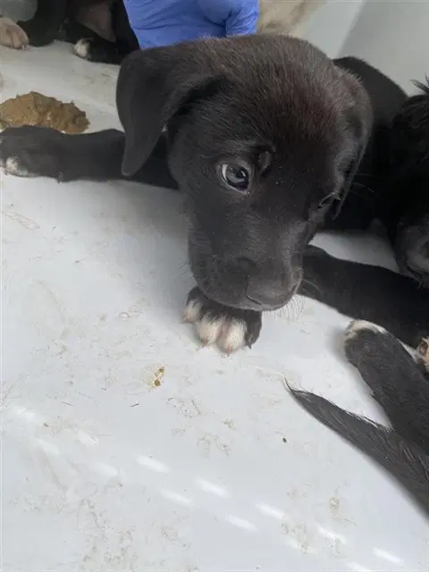 Max - Border Collie