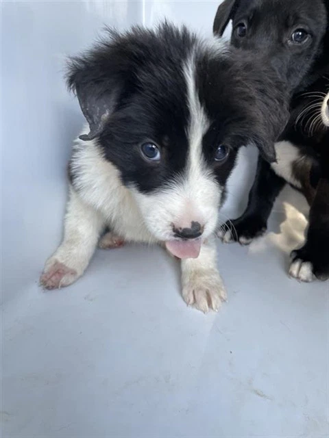 Max