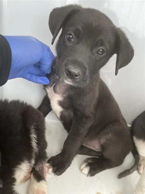 Max