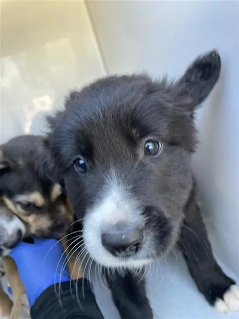 Max - Border Collie