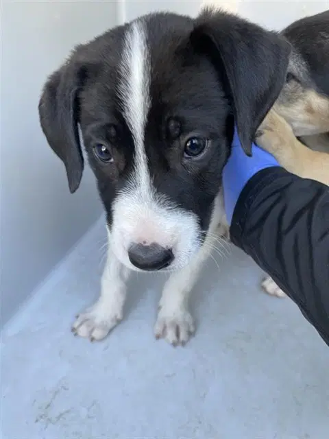 Max - Border Collie