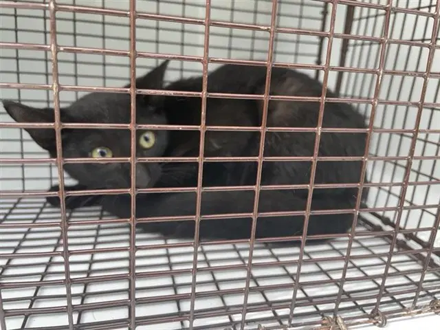 Barnaby - Domestic Short Hair