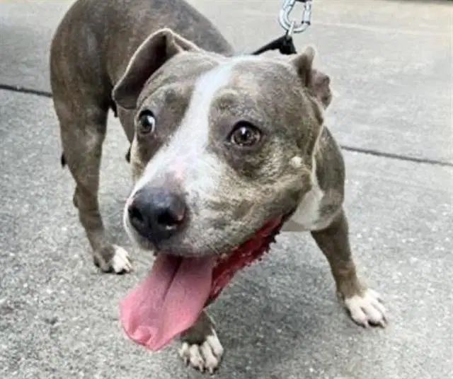 Draco - Pit Bull Terrier
