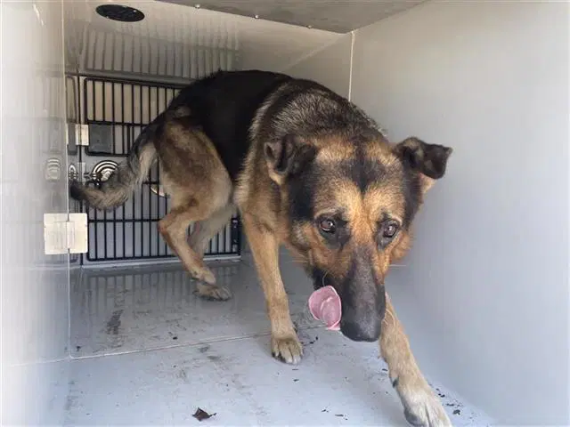 Max - German Shepherd Dog