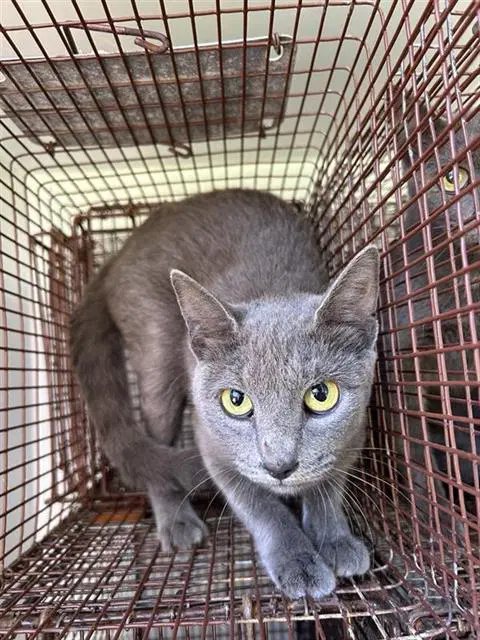 Shadow - Domestic Short Hair
