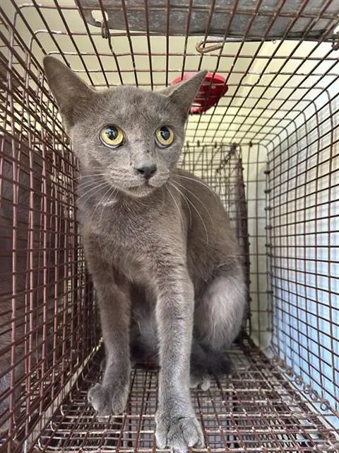 Felix - Domestic Short Hair