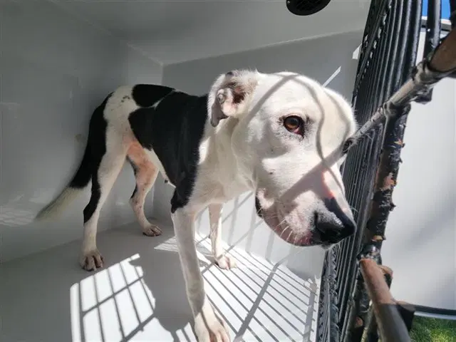 Max - American Pit Bull Terrier