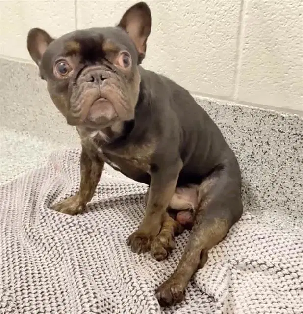 Max - French Bulldog