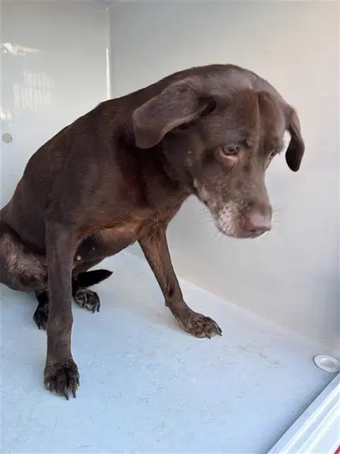 Max - Labrador Retriever