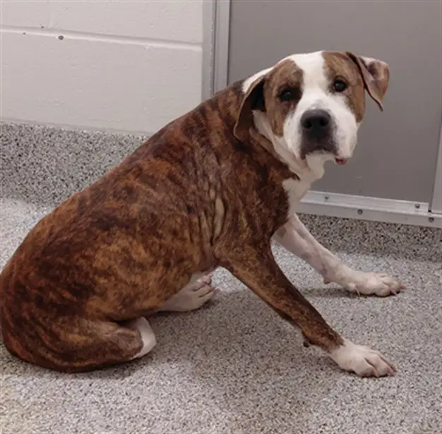 Max - Pit Bull Terrier