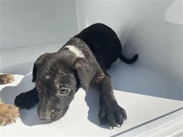 Max - Labrador Retriever