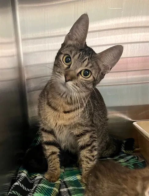 Oliver - Domestic Short Hair