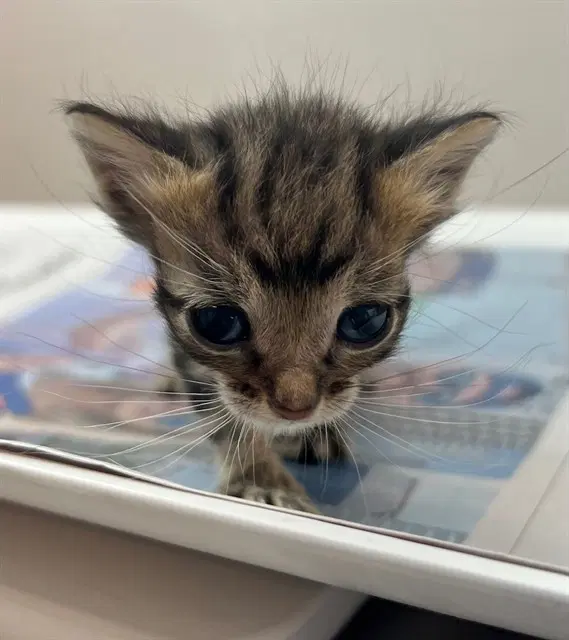 Luna - Domestic Short Hair