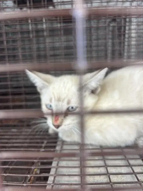 Barnaby - Siamese