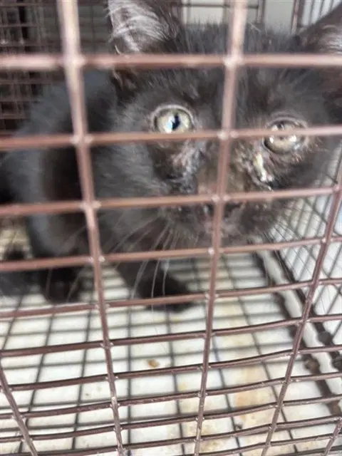 Barnaby - Domestic Short Hair