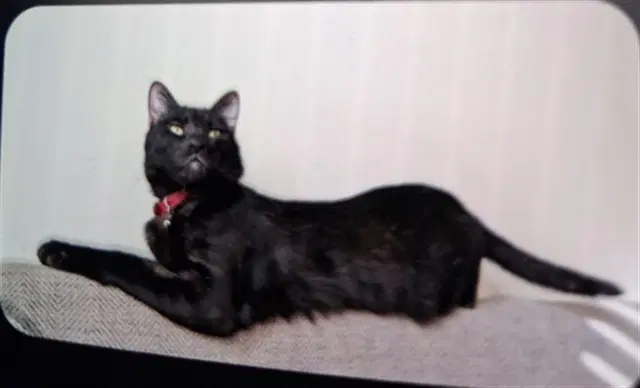 Joy - Domestic Short Hair