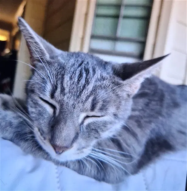 Maya - Domestic Short Hair