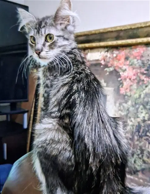 Lovey - Domestic Long Hair