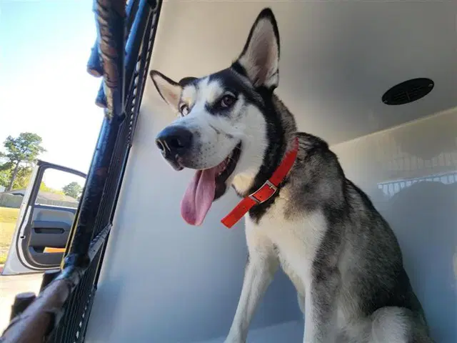 Shaggy - Siberian Husky