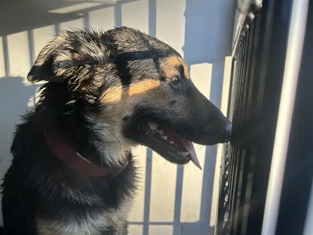 Zay - German Shepherd Dog