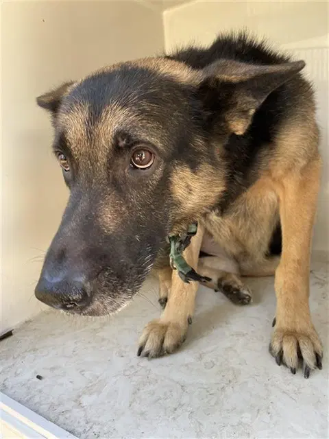 Max - German Shepherd Dog