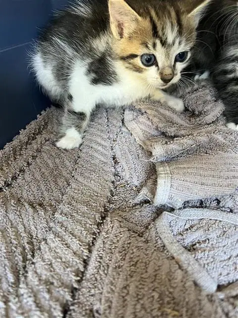 Barnaby - Domestic Medium Hair