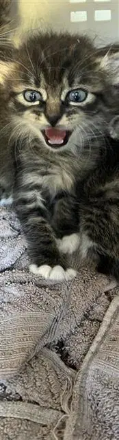 Oliver - Domestic Medium Hair