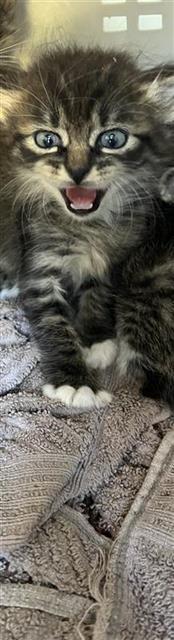 Oliver
