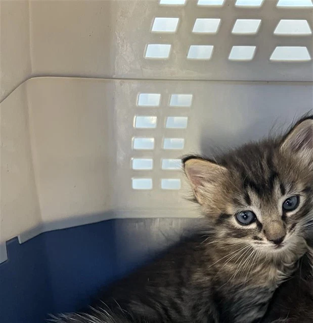 Simba