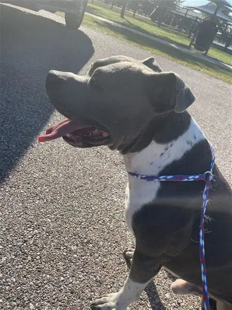 Max - Pit Bull Terrier