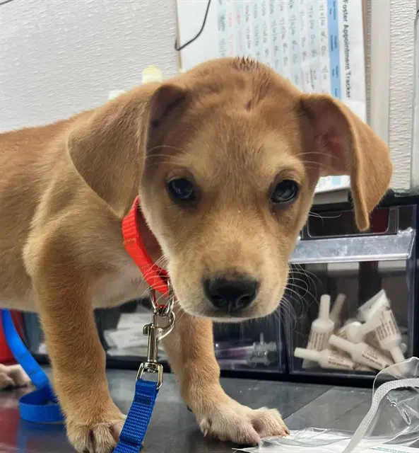 Buzz - Labrador Retriever