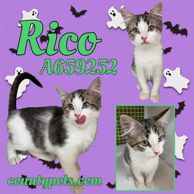 Rico - Domestic Short Hair
