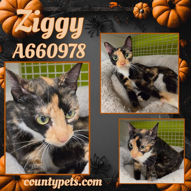 ZIGGY