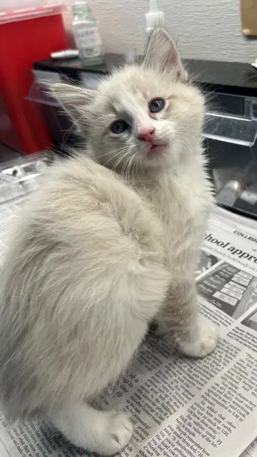 Prince - Siamese