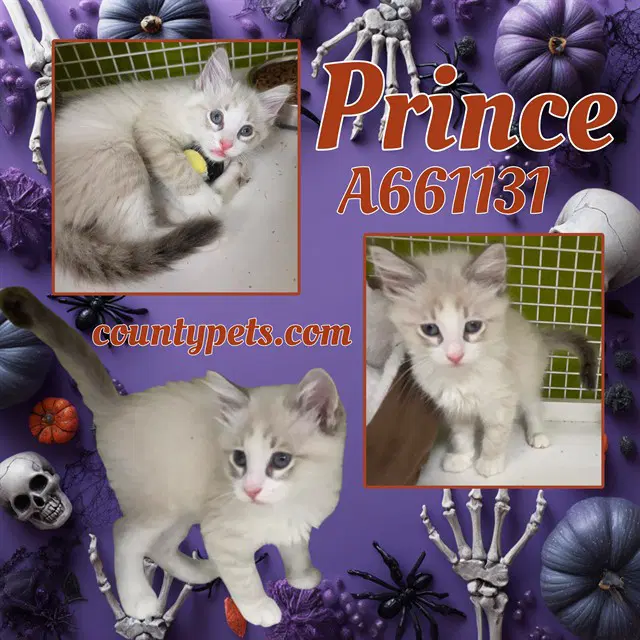 Prince - Siamese