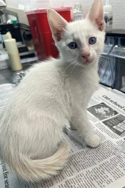 Blaise - Domestic Short Hair