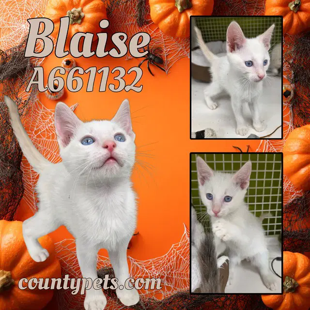 Blaise - Domestic Short Hair