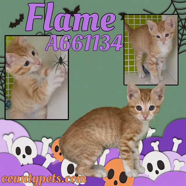 Flame - Domestic Short Hair