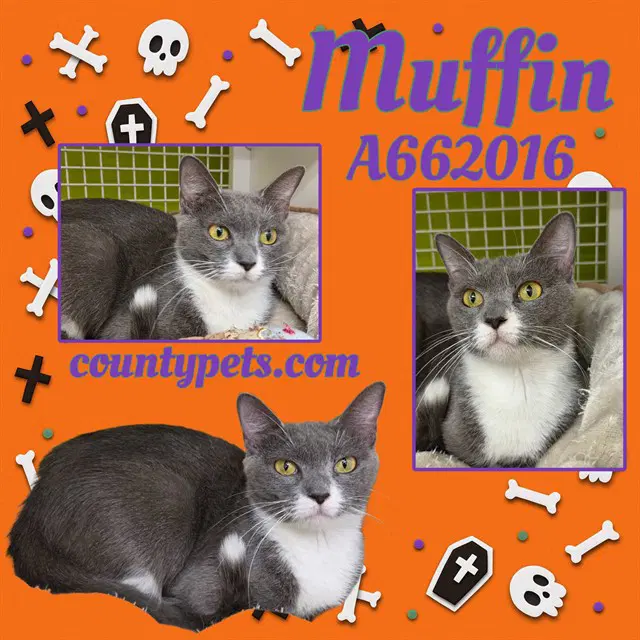 Muffin - Domestic Short Hair