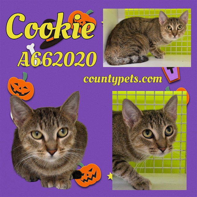 COOKIE