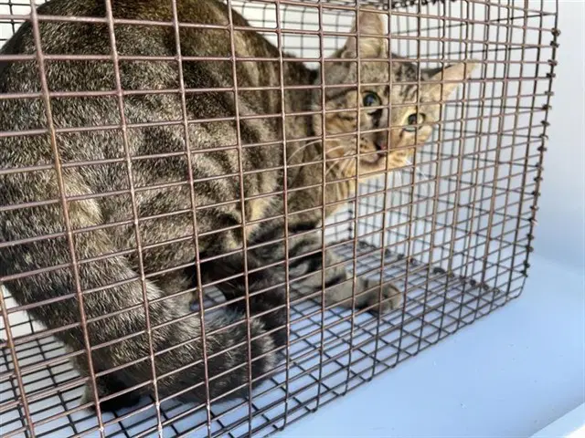 Luna - Domestic Short Hair